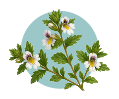Eyebright ExtractC