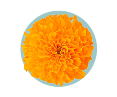 Lutein 